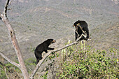 Encounter and fighting between two spectacled bears (Tremarctos ornatus) climbing in tree,  Chaparri Ecological Reserve,  Peru,  South America