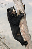 Spectacled bear (Tremarctos ornatus) climbing in tree,  Chaparri Ecological Reserve,  Peru,  South America