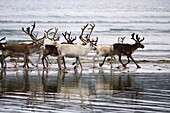 Reindeer (Rangifer tarandus) herd,  Norway North coast