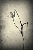 Still Life  Dry Flower Tulip