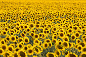 Color, Colour, Cuenca, Flower, nature, Spain, Sunflower, Yellow, T69-850894, agefotostock 