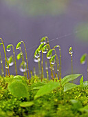 Closeup of dewdrops on Seed heads of Moss Bhimashankar,  Maharashtra,  India