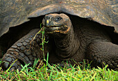 Galapagos Giant Tortoise,  Geochelone elephantopus,  endangered,  Santa Cruz Island,  Galapagos