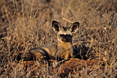 Bat-eared Foxes Otocyon megalotis at den