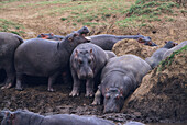 Hippos basking on the banks of the Mara River Hippopotamus amphibius