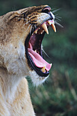 Lioness,  Panthera leo