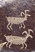 Wall of ancient petroglyph rock carvings