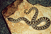 Western Hog Nosed Snake  Heterodon platirhinos on the rock