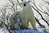Polar Bear  Ursus Maritimus with Cubs