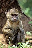 Young Olive Baboon,  Papio anubis