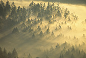 Mist in the forest by the Mt Rainier National Park