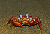 Ghost crab,  Orissa,  India
