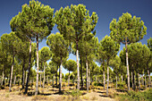 Pine trees,  Doñana National Park,  Andalusia,  Spain