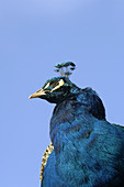 Peacock Pavo cristatus