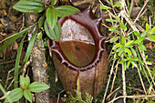 Pitcher Plant,  Nepenthes rajah,  Kinabalu Nat Park,  Sabah,  Borneo,  Malaysia