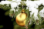 Gold Christmas ball on snowy fir tree A gold ball hangs on a snow covered fir tree