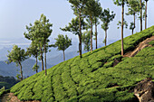 Tea Plantations,  Munnar,  Western Ghats,  Kerala,  South India