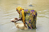 HAJER WOMAN,  WASHING A SHEEP,  AL MUKALLA REGION,  HADRAMAWT,  YEMEN