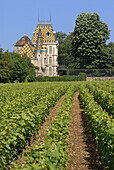 Vineyard and castle of Aloxe-Corton,  Cotes d´Or,  France