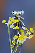 Damselfly on a fennel looking camera