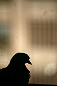 Pigeon behind window
