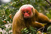 Red uakari monkey,  Cacajao calvus rubicundus,  Amazon state,  Brazil