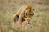 Mating Lions,  Panthera leo,  Masai Mara,  Kenya,  East Africa