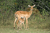 Baby Impala suckling,  Aepyceros melampus,  Nakuru National Park,  Kenya,  East Africa