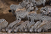 Burchell’s Zebras or Plains Zebras (Equus burchellii) crossing the Mara river; Masai Mara National Park,  Kenya,  East Africa
