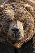 Kodiak Bear Ursus arctos middendorffi close-up of head Photographed in captivity