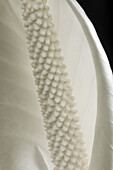 Peace Lily,  close up