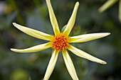 Single yellow dahlia flower head