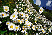 a field full of daisies on a warm summers day