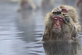 Japanese Macaque Macaca fuscata relaxing in the thermal springs,  Jigokudani Yaen-koen,  Nagano Prefecture Japan