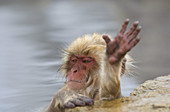 Japanese Macaque Macaca fuscata,  young Might be say hello,  Jigokudani Yaen-Koen,  Nagano Prefecture Japan