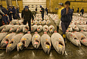 Man inspecting the fish red tuna that are going to be sell at auction,  Tsukiji fish market, Ginza area,  Tokyo,  Japan