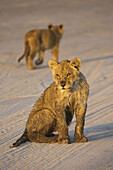 Lion cubs (Panthera leo),  Moremi Game Reserve,  Okawango delta,  Botswana