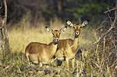 Black_faced Impala (Aepyceros melampus petersi) _ Females,  eating,  Moremi Game Reserve,  Okawango Delta,  Botswana.