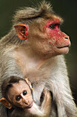 Bonnet Macaque. BRT Wildlife Sanctuary,  Karnataka,  India