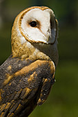 Barn owl Tyto alba portrait Captive bird