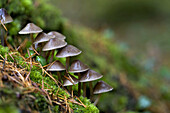 Setas en el bosque de Espinaredo,  Asturias.,  Mushrooms in the forest Espinaredo,  Asturias.