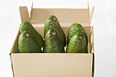 box,  avocados