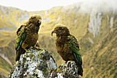 Wild alpine parrots Kea along th Kepler Track South Island,  New Zealand