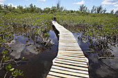 Bahamas,  Gran Bahama Island Lucayan National Park