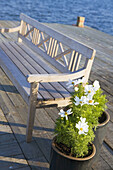 Finland,  Aland Island,  Silverskär Wood seat and flowers at small dock
