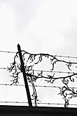 Barbed, Barbed wire, Black, Cloud, Color, Colour, Fear, Free, Freedom, Isolation, Jail, Stress, Vine, Violence, Virginia creeper, War, Winter, Withe, XW6-873421, agefotostock 