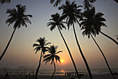India,  Goa,  Colva beach,  coconut palm grove,  sunset,  silhouette
