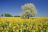 Cherry blossom in the middle of a rape field, Mecklenburg lake district, Mecklenburg-Western Pomerania, Germany