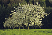 Cherry blossom near Freiburg, Breisgau, Black Forest, Baden-Wuerttemberg, Germany