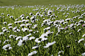 Green field with daisies, Bavaria, Germany